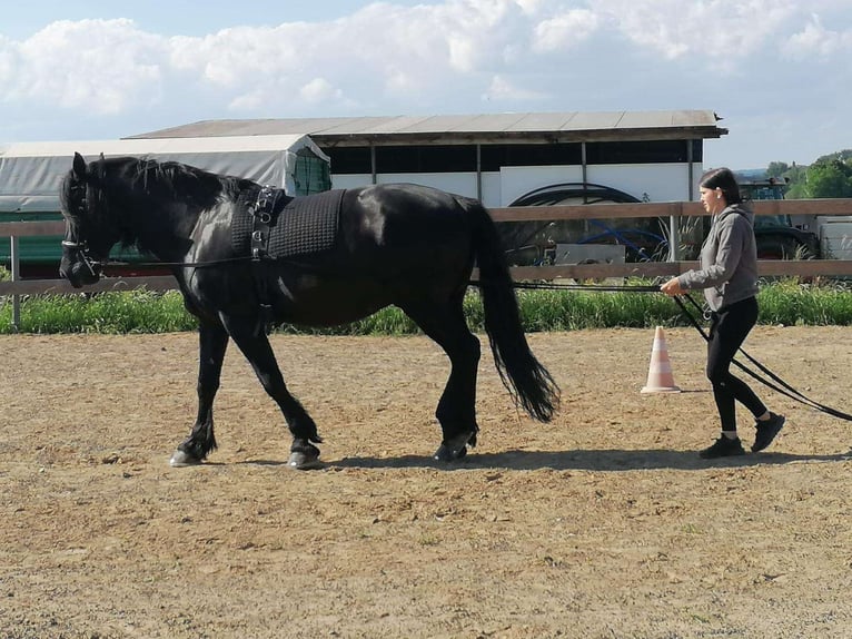 Reitbeteiligung gesucht - Reiter sucht Pferd