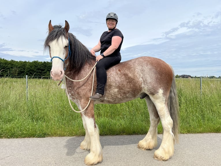 Reitbeteiligung gesucht; Reiter sucht Pferd 
