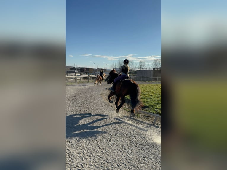 Reitbeteiligung gesucht ( Reiter sucht Pferd ) 