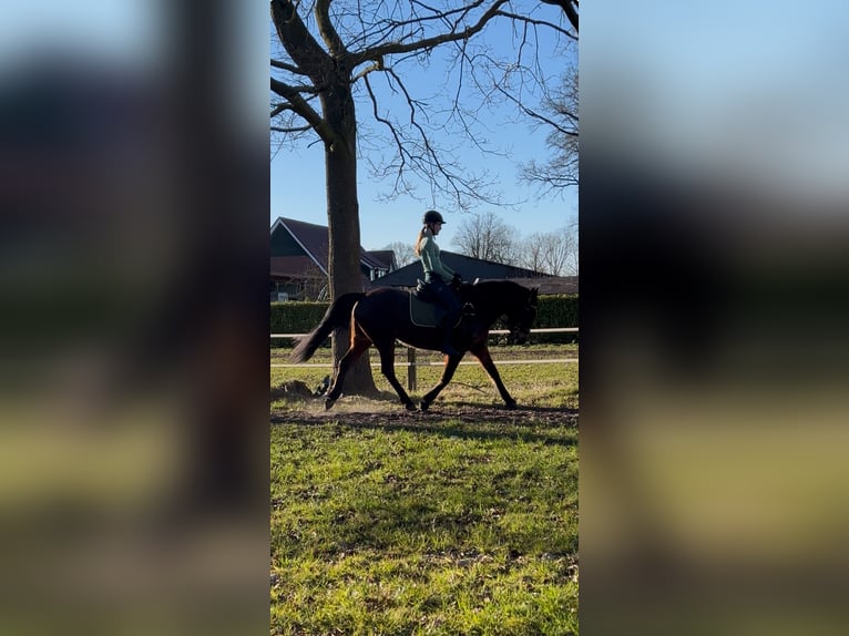 Reitbeteiligung gesucht (Reiter sucht Pferd)