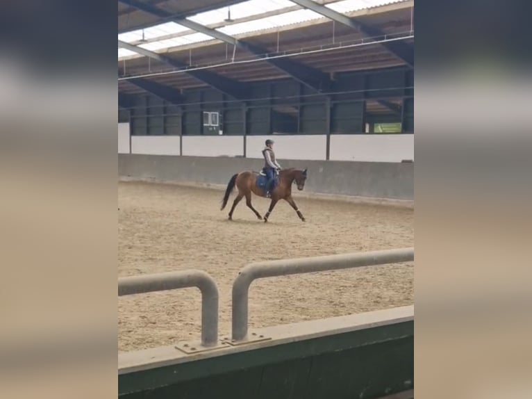 Reitbeteiligung gesucht (Reiter sucht Pferd)