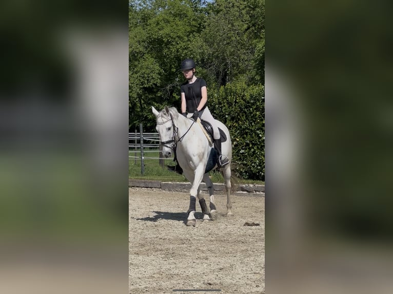 Reitbeteiligung gesucht (Reiter sucht Pferd)