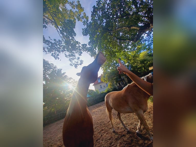Reitbeteiligung gesucht Reiter sucht Pferd
