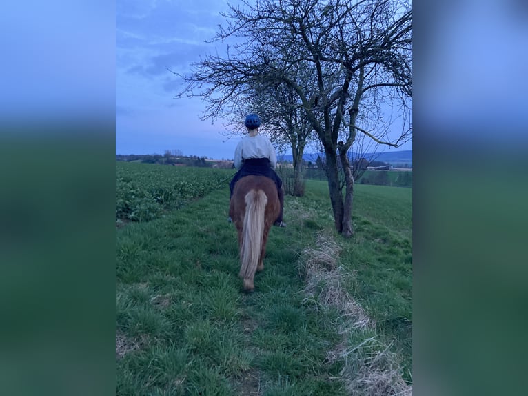 Reitbeteiligung gesucht! (Reiter sucht Pferd)