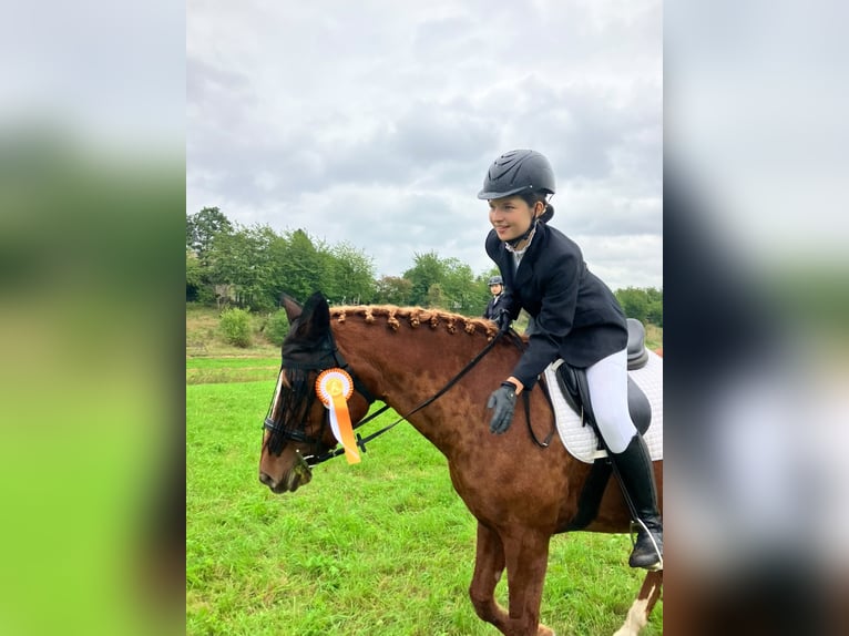 Reitbeteiligung gesucht Reiter sucht Pferd
