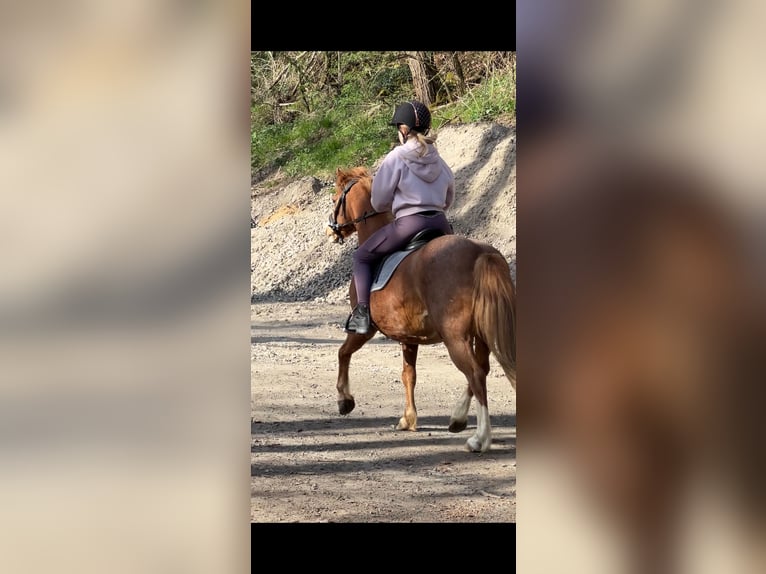 Reitbeteiligung gesucht ( Reiter sucht Pferd ) 