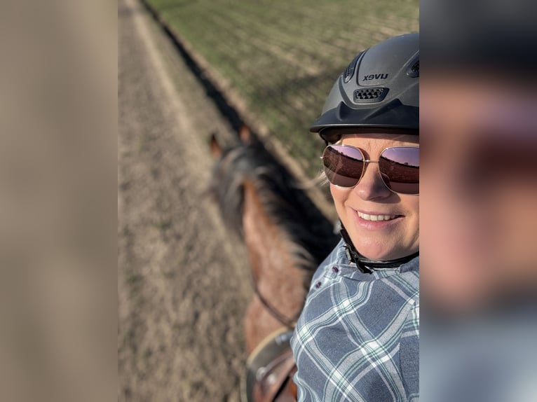 Reitbeteiligung gesucht; Reiter sucht Pferd 