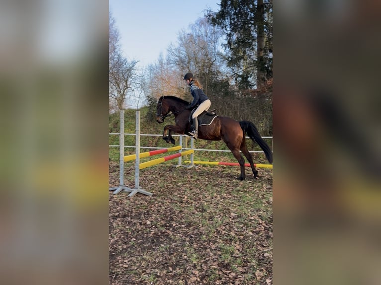 Reitbeteiligung gesucht (Reiter sucht Pferd)