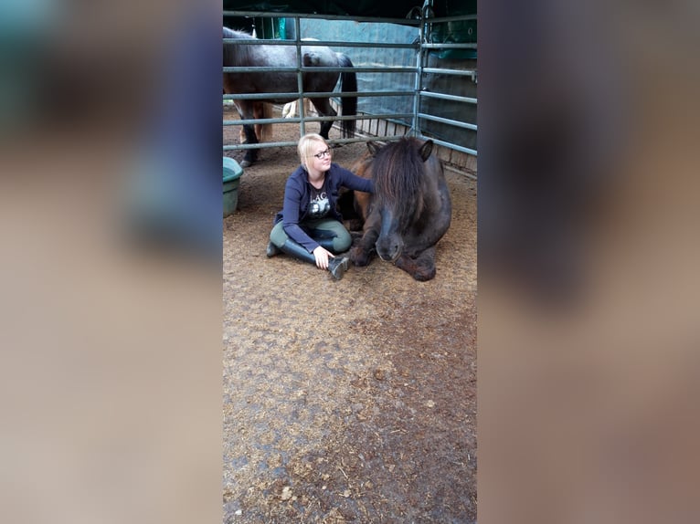 Reitbeteiligung gesucht! (Reiter sucht Pferd)
