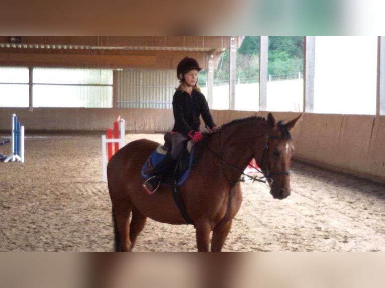 Reitbeteiligung gesucht - Reiter sucht Pferd