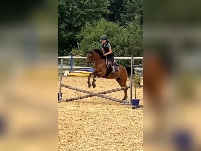 Reitbeteiligung gesucht, Reiter sucht Pferd