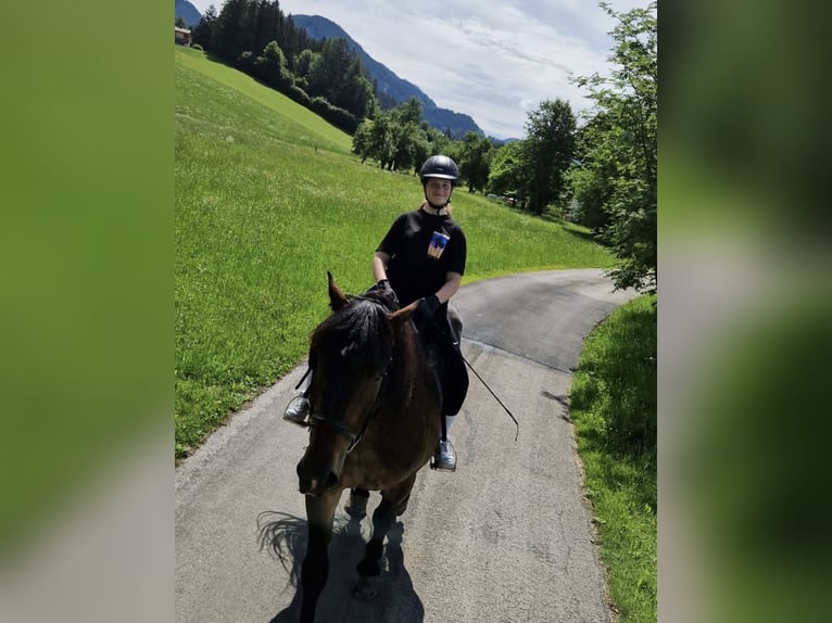 Reitbeteiligung gesucht (Reiter sucht Pferd)