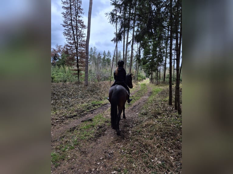 Reitbeteiligung gesucht! Reiter sucht Pferd
