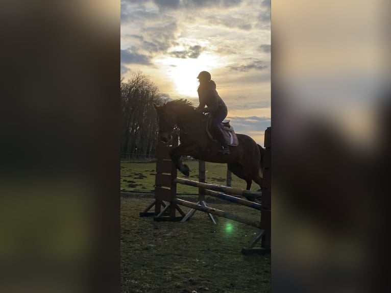 Reitbeteiligung gesucht (Reiter sucht Pferd)