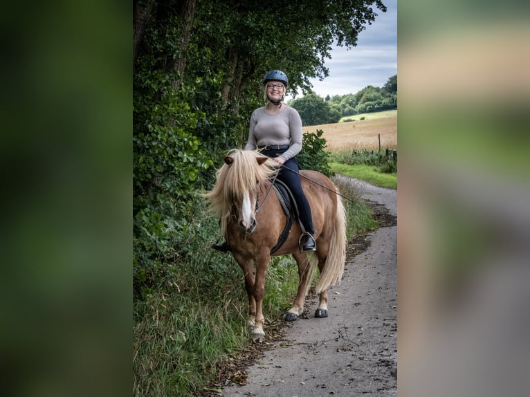 Reitbeteiligung gesucht! (Reiter sucht Pferd)