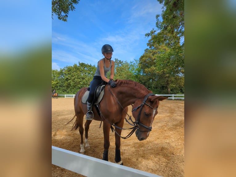 Reitbeteiligung gesucht (reiter sucht pferd)