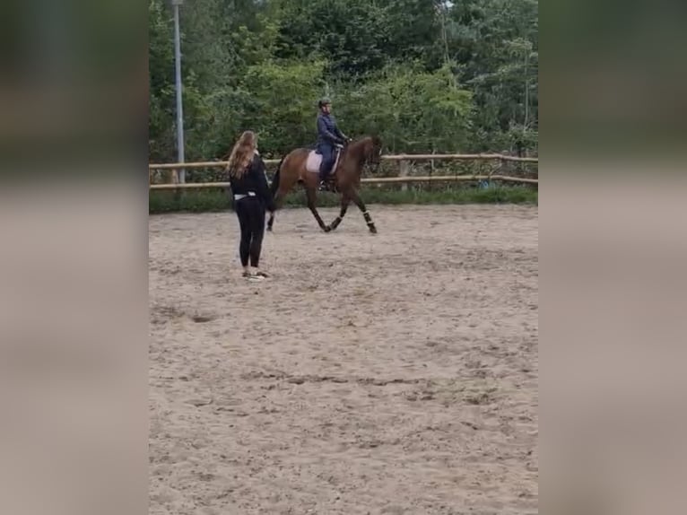 Reitbeteiligung gesucht (Reiter sucht Pferd)