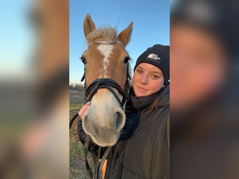 Reitbeteiligung gesucht (Reiter sucht)