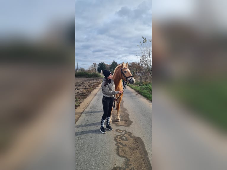 Reitbeteiligung gesucht (Reiter sucht)