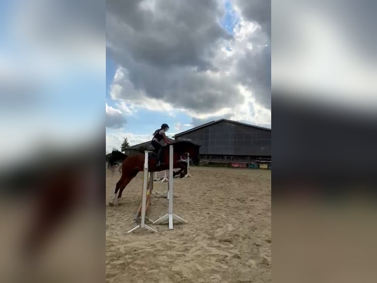 Reitbeteiligung gesucht - Reiterin sucht Pferd RsP