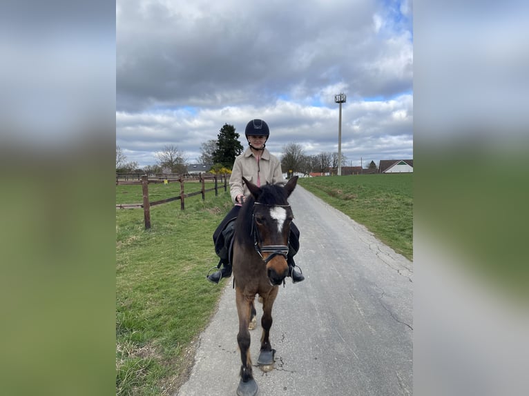 Reitbeteiligung gesucht (Reiterin sucht Pferd) Reitbeteiligung gesucht (Reiterin sucht Pferd)