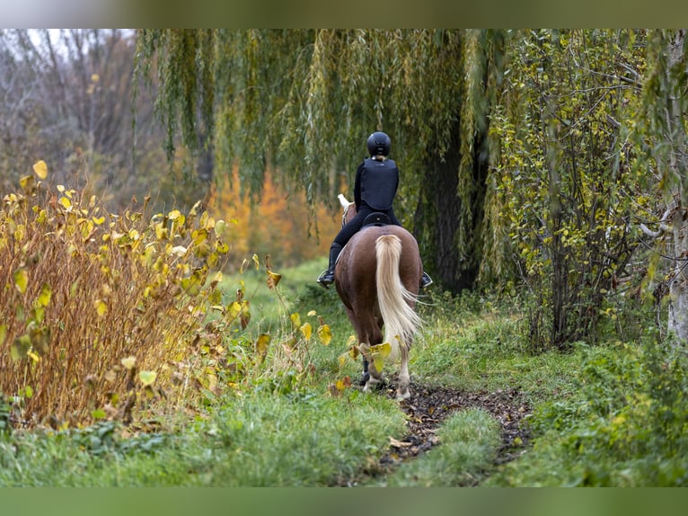 Reitbeteiligung gesucht - Reiterin sucht Pferd