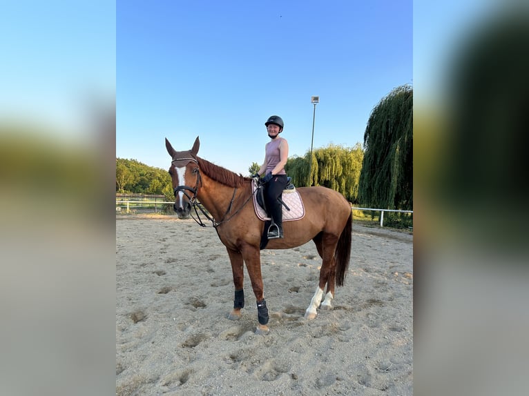 Reitbeteiligung gesucht - Reiterin sucht Pferd