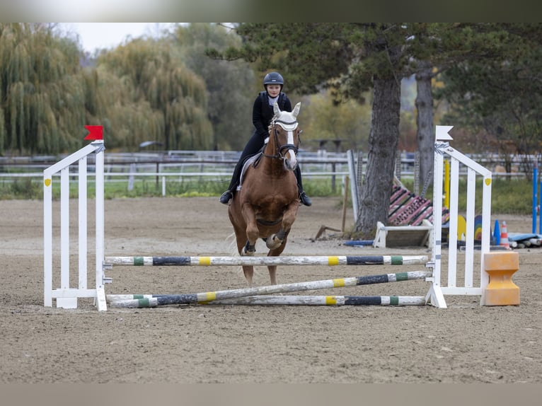 Reitbeteiligung gesucht - Reiterin sucht Pferd