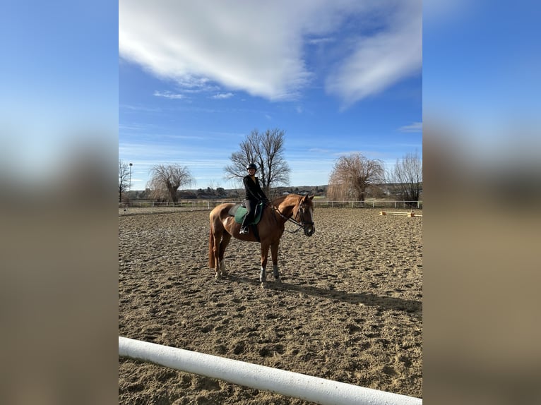 Reitbeteiligung gesucht - Reiterin sucht Pferd
