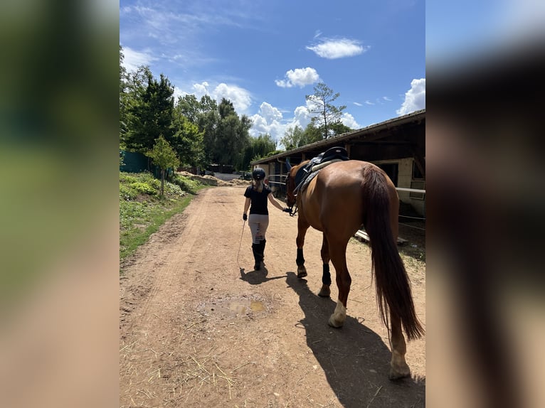 Reitbeteiligung gesucht - Reiterin sucht Pferd