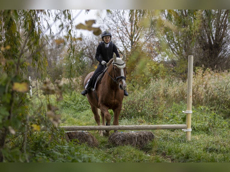 Reitbeteiligung gesucht - Reiterin sucht Pferd