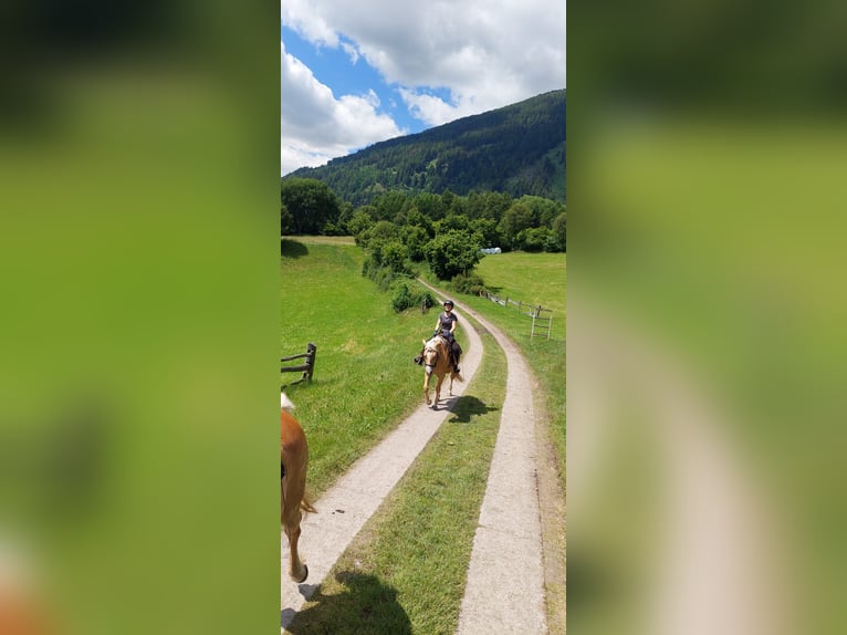 Reitbeteiligung gesucht - Reiterin sucht Pferd