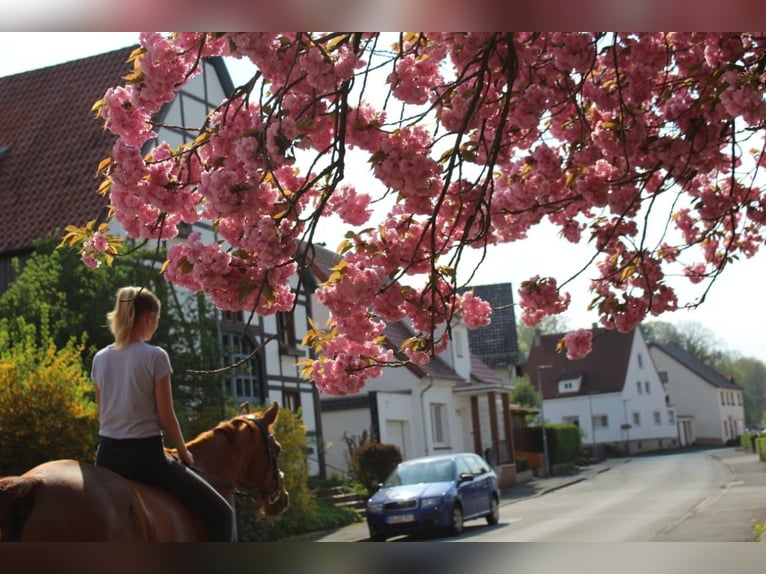 Reitbeteiligung gesucht (Reiterin sucht Pferd)