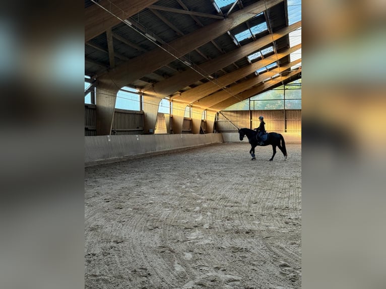 Reitbeteiligung gesucht (Reiterin sucht)