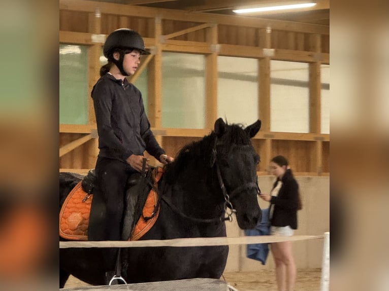 Reitbeteiligung gesucht (Reiterinn sucht Pferd) München Ost