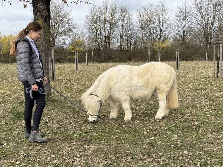 Reitbeteiligung gesucht (Reiterinn sucht Pferd) München Ost