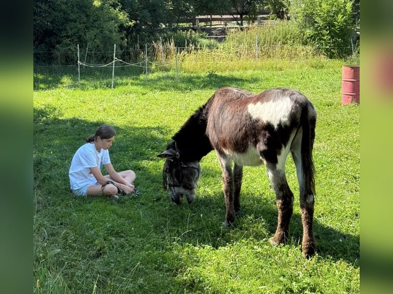 Reitbeteiligung gesucht (Reiterinn sucht Pferd) München Ost