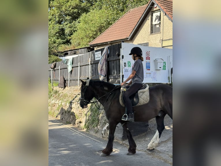 Reitbeteiligung gesucht (Reiterinn sucht Pferd) München Ost