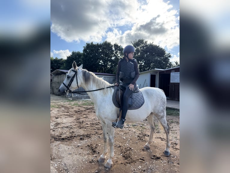 Reitbeteiligung gesucht (Reiterinn sucht Pferd) München Ost