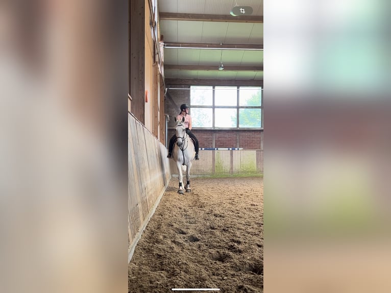 Reitbeteiligung gesucht (RsP)