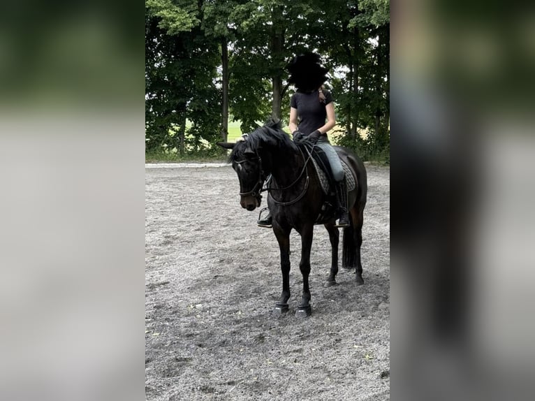 Reitbeteiligung gesucht (RsP)