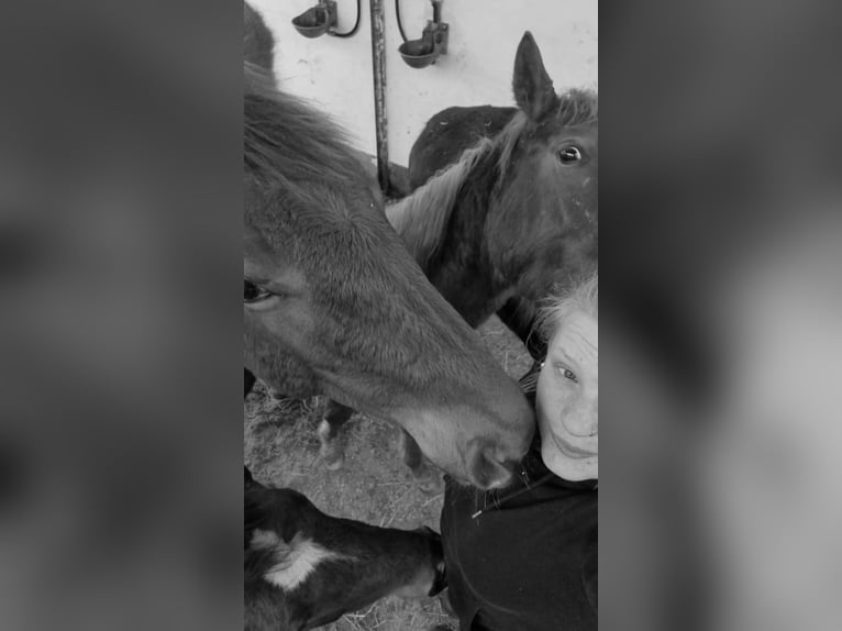 Reitbeteiligung gesucht (RsP)