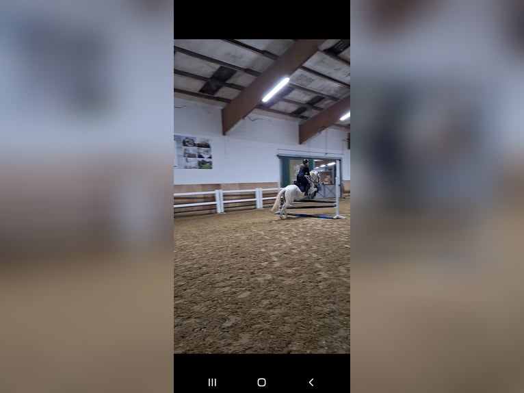 Reitbeteiligung gesucht (RsP)