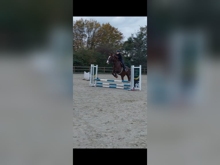 Reitbeteiligung gesucht (RsP)