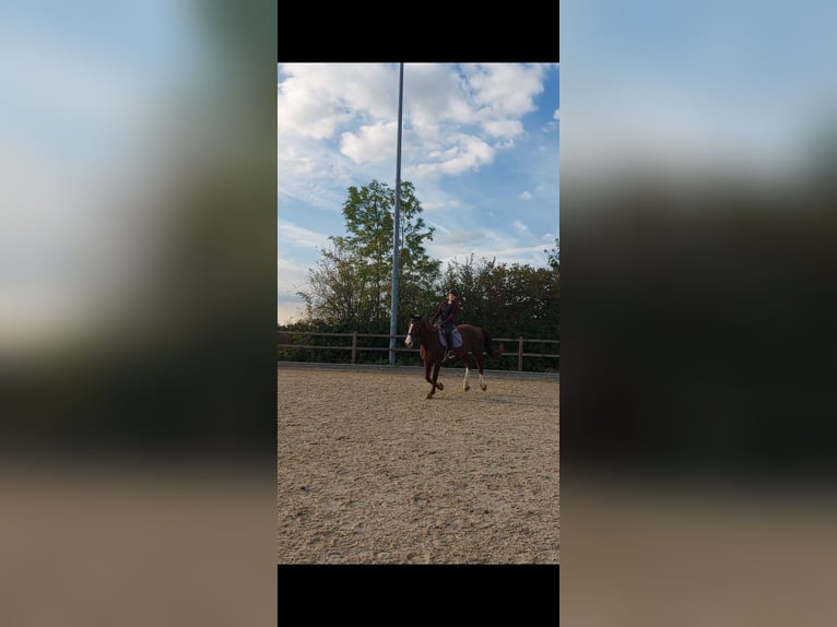 Reitbeteiligung gesucht (RsP)