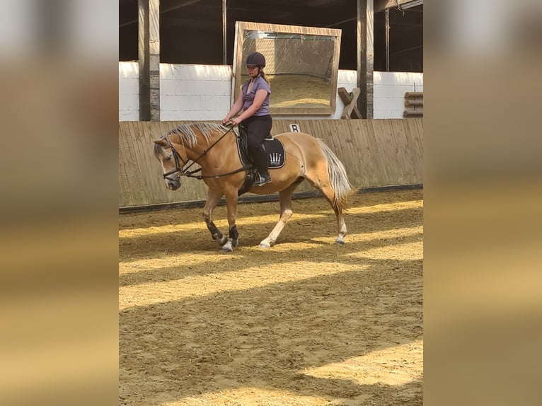 Reitbeteiligung gesucht (RsP)