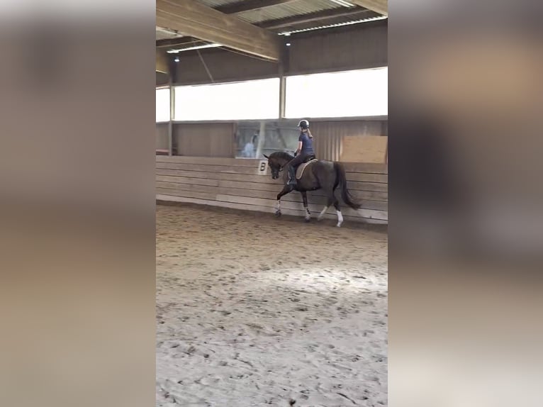 Reitbeteiligung gesucht (RsP)