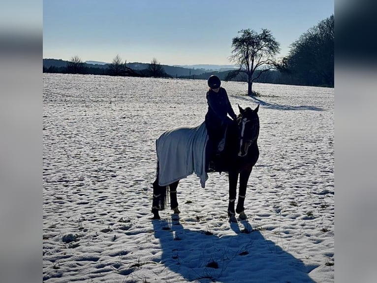 Reitbeteiligung gesucht (RsP)