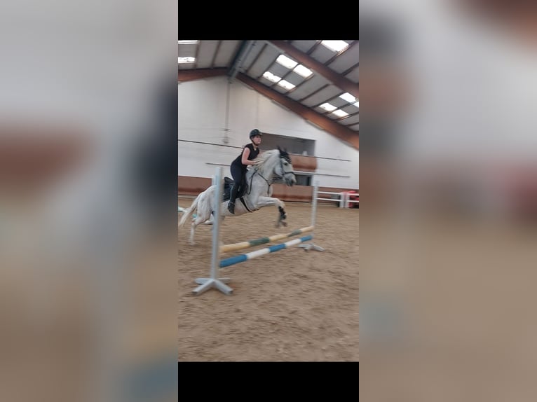 Reitbeteiligung gesucht (RsP)