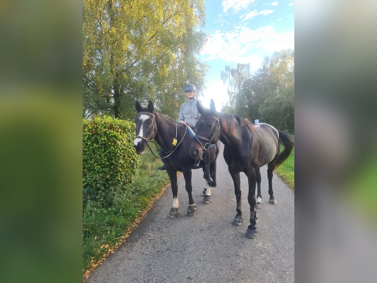 Reitbeteiligung gesucht (RsP)
